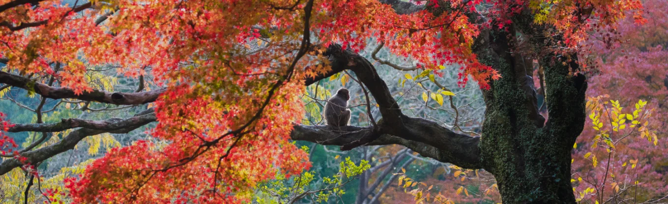 紅葉の木で休む猿