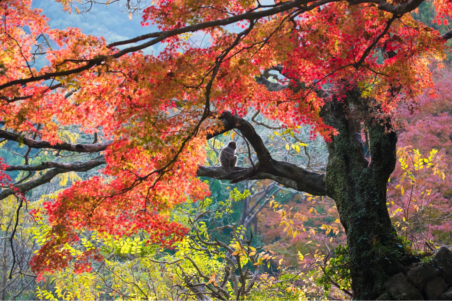 紅葉の木で休む猿